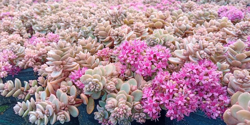 Sedum cyaneum 'Sachalin' Maksaruoho